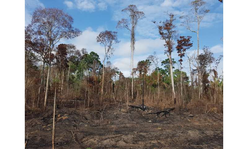 Human activity has degraded more than a third of the remaining Amazon rainforest, scientists find