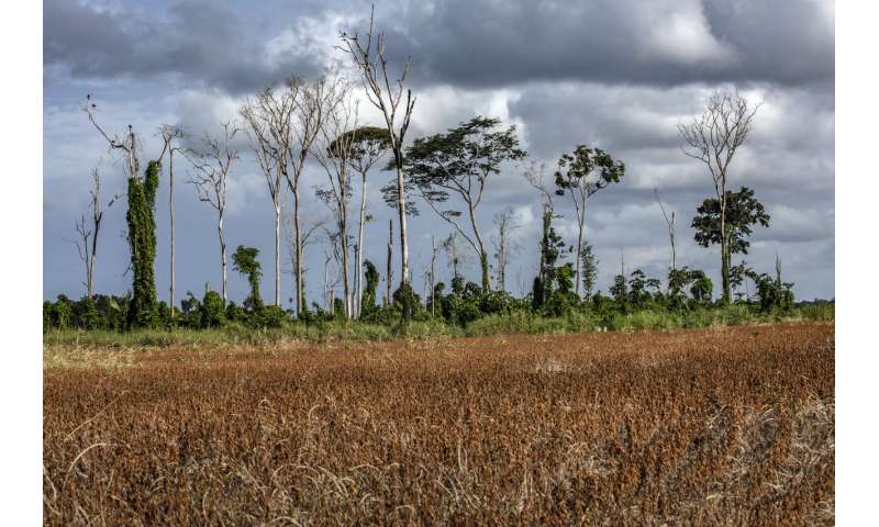 Human activity has degraded more than a third of the remaining Amazon rainforest, scientists find