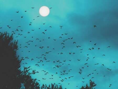 Starlings sleep less during summer and full-moon nights