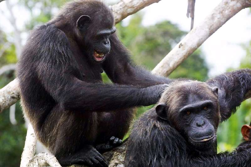 Chimps are often referred to as being the most 'humanlike' non-human species