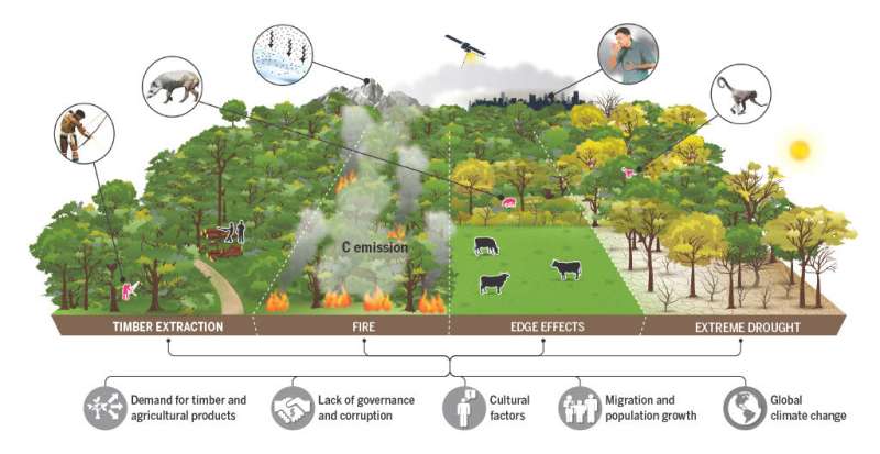 Human activity has degraded more than a third of the remaining Amazon rainforest, scientists find