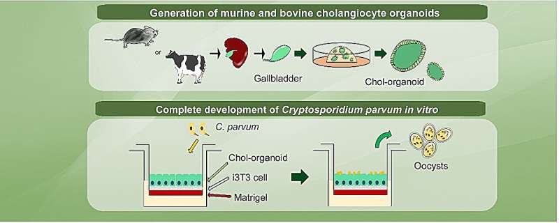 A cholangiocyte organoid system for Cryptosporidium parvum cultivation and transcriptomic studies of biliary cryptosporidiosis