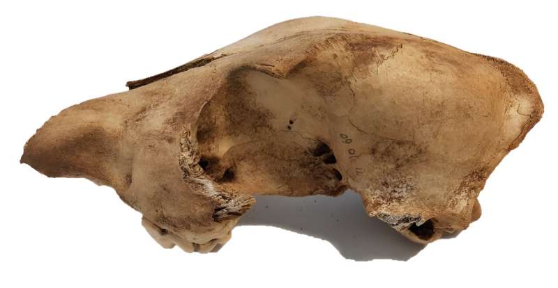 Ancient dingo DNA shows modern dingoes share little ancestry with modern dog breeds
