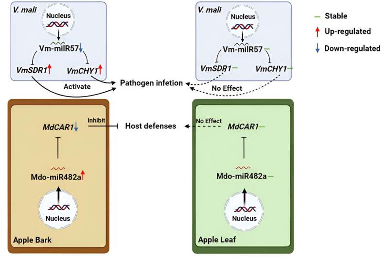 Decoding disease defenses: miRNAs and the battle against apple pathogens
