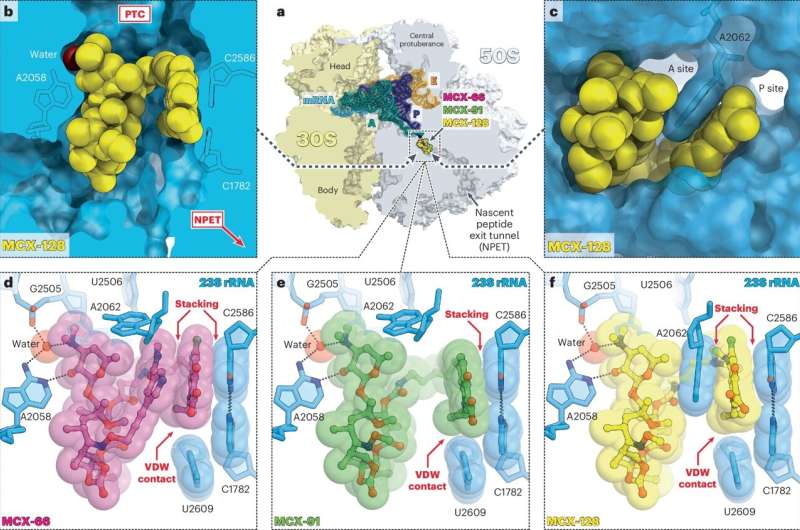 Dual action antibiotic could make bacterial resistance nearly impossible