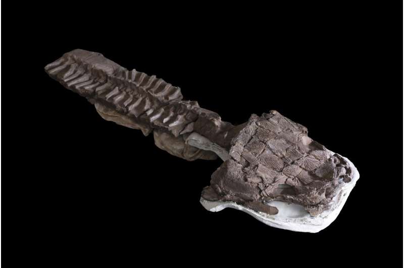 Fossils show huge salamanderlike predator with sharp fangs existed before the dinosaurs