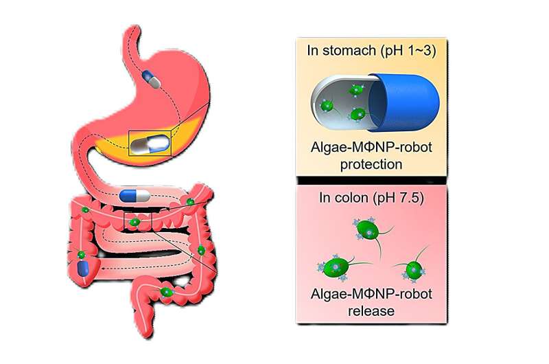 Microrobot-packed pill shows promise for treating inflammatory bowel disease in mice