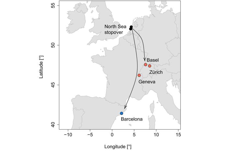 Migrating starlings are no copycats