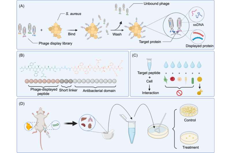 Phage display technology effectively improves specific targeting ability of anti-microbial peptides against S. aureus