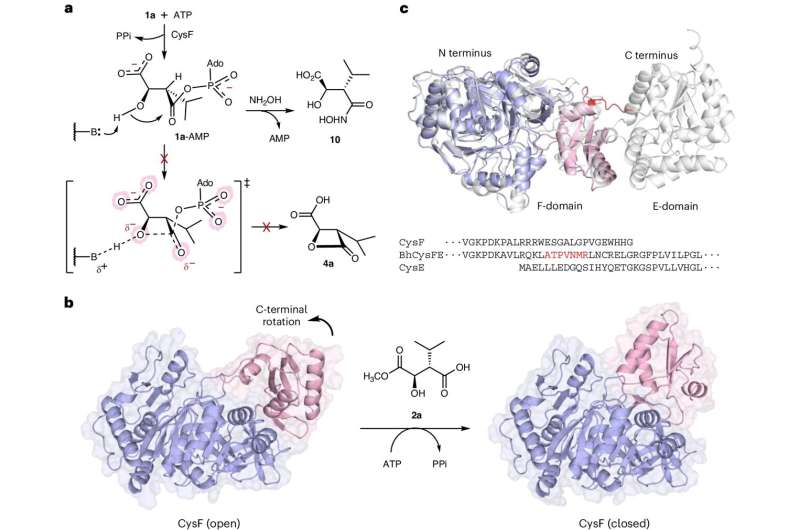 Scientists sustainably create peptide-based medicines, pave way for greener cancer treatments