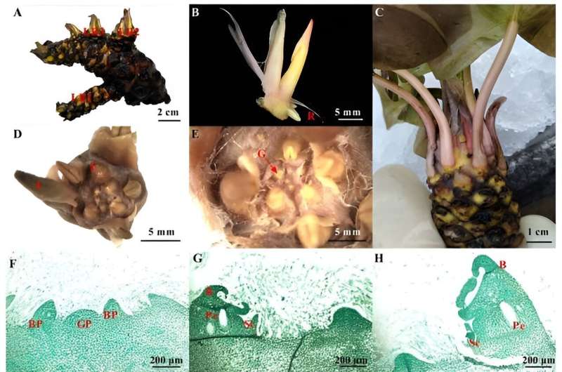 Unlocking the frost-defying secrets of the white water lily