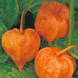 Physalis alkekengi - Seeds