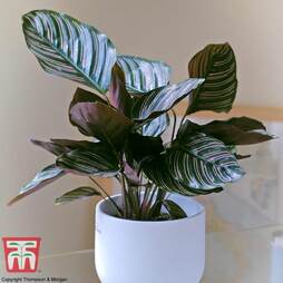 Calathea 'Sanderiana'