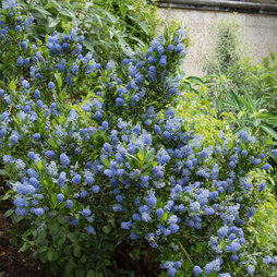 Ceanothus 'Blue Mound'