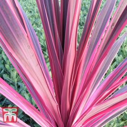 Cordyline 'Pink Passion'