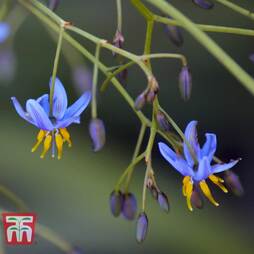 Dianella Tasmanica - Seeds