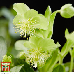 Hellebore 'Green Marble'