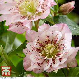 Hellebore 'Double Ellen Pink'