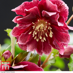 Hellebore 'Double Ellen Red'