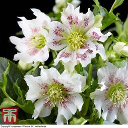 Hellebore 'Hello Pearl'