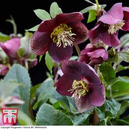 Hellebore 'Hello Ruby'