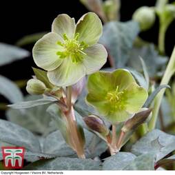 Hellebore 'Silver Dollar'