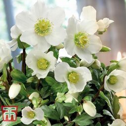 Hellebore Niger