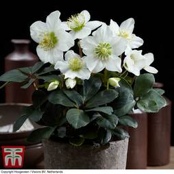 Hellebore 'Christmas Carol'