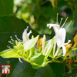 Honeysuckle 'Hall's Prolific'