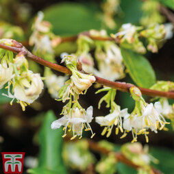 Lonicera fragrantissima