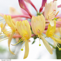 Lonicera heckrottii 'American Beauty'