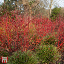 Cornus alba 'Baton Rouge'