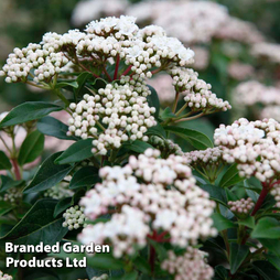 Viburnum tinus 'Eve Price'