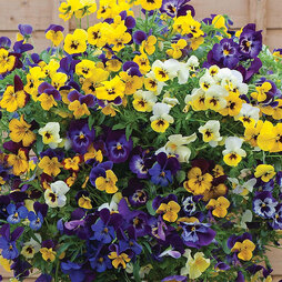 Viola 'Waterfall' Mixed - Seeds