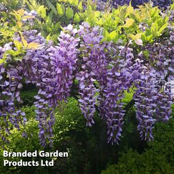 Wisteria sinensis