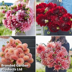 Dahlia Bouquet Collection