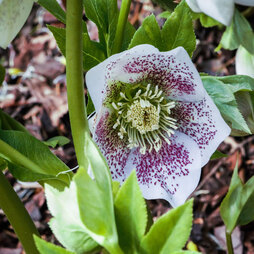 Hellebore 'Hello White'