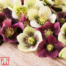 Hellebore x hybridus 'Mixed'