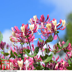 Honeysuckle 'Belgica' - Trellis