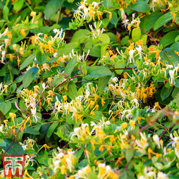 Honeysuckle 'Graham Thomas'