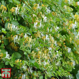 Honeysuckle 'Halliana' - Trellis