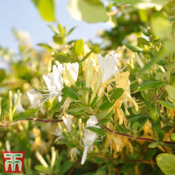 Honeysuckle 'Halliana'