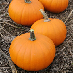 Pumpkin 'Baby Bear' F1 Hybrid - Seeds