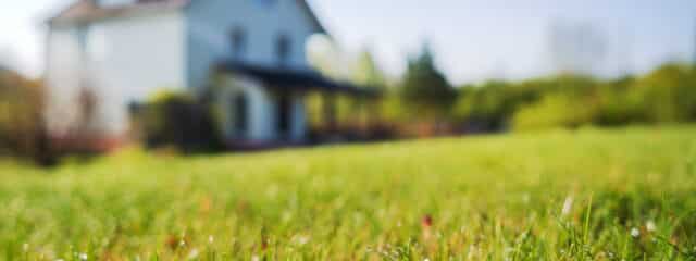 healthy lawn in front yard