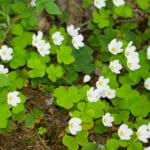 Oxalis Weed growing in soil.