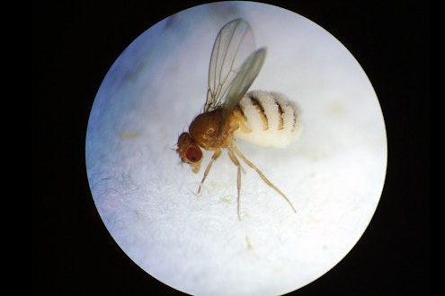 microscopic view of a fly