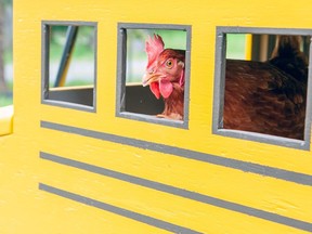 A hen named Lacey is shown in this undated handout photo.