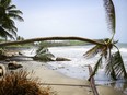 Canadians living in Grenada and Canadians of Grenadian origin here in Canada are doing what they can to provide relief after the Island nation was struck with a powerful hurricane earlier this week. Palm trees wilt after being uprooted by Hurricane Beryl in St. Patrick, Grenada, Tuesday, July 2, 2024.