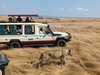 A female lion searching for prey in the Maasai Mara National Reserve.