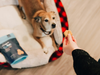 Dog laying in bed waiting to receive a treat